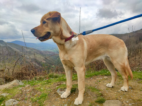Dog. Photograph of a brown dog with a spectacular mountainous landscape background on a cloudy day. On the border between France and Spain. Photography.