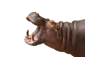 Hippo isolated on white background with clipping path.