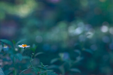 Fototapeta na wymiar Daisy Chamomile flower white petal with yellow pollen over blur green nature background.