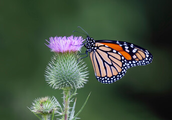 Monarch butterfly with wings open on a thistle plant