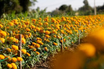 selective focus orange marigolds in the garden because the flowers are in full bloom orange prince...