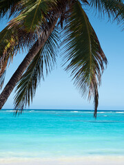 Naklejka na ściany i meble Atlantic ocean sandy beach with coconut palm tree and turquoise water. Dominican Republic