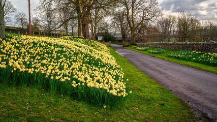 Daffodil lined road at Ford Village, on part of the borderlands section on the Northumberland 250, a scenic road trip though Northumberland with many places of interest along the route