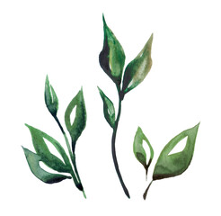 Watercolor set with forest plants. Collection with basil and tree leaves. Autumn, summer and spring seasons. Wash drawing illustration.