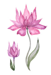 Watercolor two pink flowers with green leaves