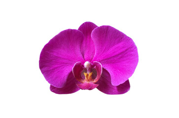 Fototapeta na wymiar Isolated phalaenopsis orchid flower with clipping paths.