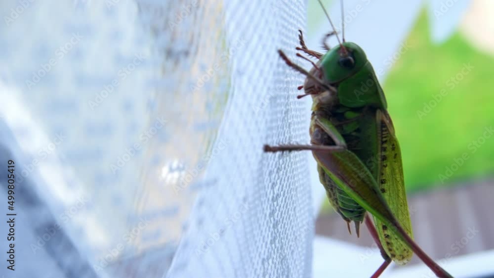 Poster green grasshopper crawling on net. close up