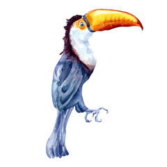 Toucan exotic tropical bird watercolor illustration on white © Ekaterina Lanbina