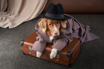 dog in human clothes. Pet in a coat. Funny Nova Scotia Tolling Retriever indoors