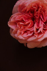 the background on a black background is a pink rose. vintage rose. peony - shaped rose