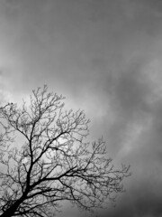 tree in the clouds with grey sky