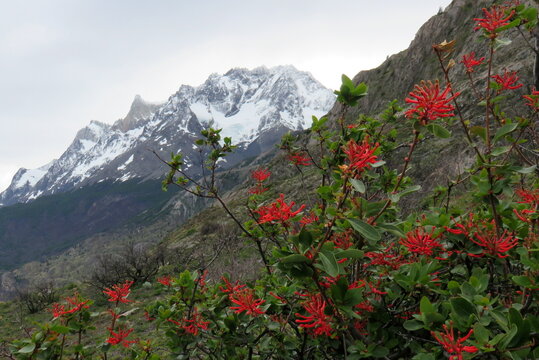 Native Patagonian red flower known in Chile as the Chilean firetree, Chilean firebush, and in Argentina as notro with snow mountains behind in the National park Torres del Paine.