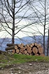 Stos drewnianych bali w lesie po wycince