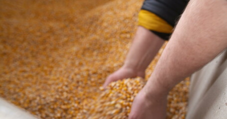 Agricultural maize corn grains