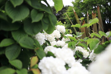 綺麗な白色のオオデマリ