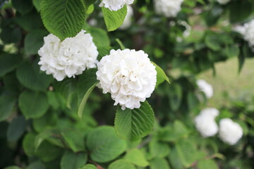 紫陽花に似ているオオデマリの花