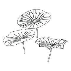 Doodle set  lotus leaf hand-drawn botanical illustration with line art style on white background.