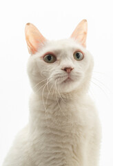 可愛い白猫のポートレート　白背景