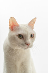 可愛い白猫のポートレート　白背景