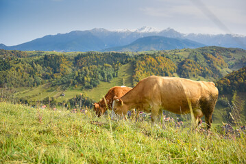 Fototapeta na wymiar Two cows eating grass in countryside with mountains landscape in background. Farm animals, agriculture industry.