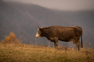 A cow in standing on a hill against mountain landscapes during an autumn cloudy day. Farm animals and agriculture industry.