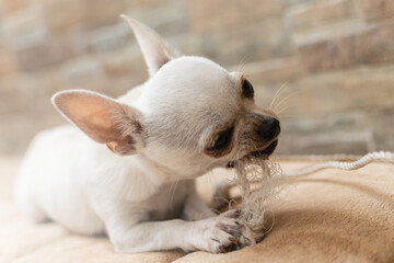 Cute chihuahua dog playing on living room's carpet with a rope.
