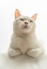 可愛い白猫のポートレート　白背景