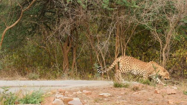 full shot of wild large female leopard or panther standing and then stroll scent glands sniffing behavior of animal in outdoor wildlife jungle safari at forest of central india - panthera pardus fusca