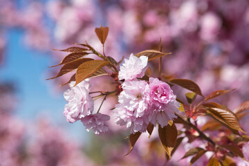 Japanische Zierkirsche, Blütenkirsche