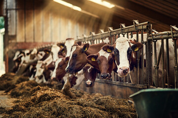 Breakfast is served. Shot of a group of cows standing inside a pen in a barn. © Jadon Bester/peopleimages.com