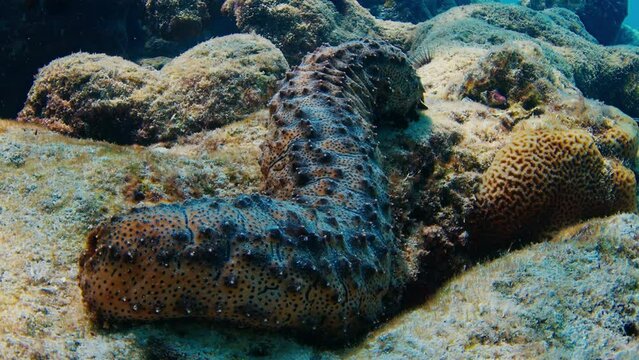 Sea cucumber Actinopyga echinites or Trepang sits on the rock in Maldives