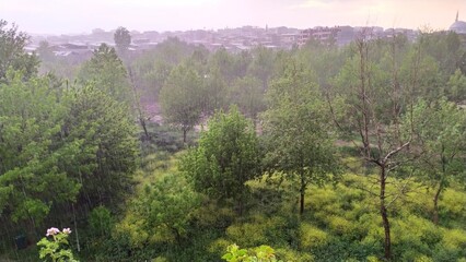 morning in the forest