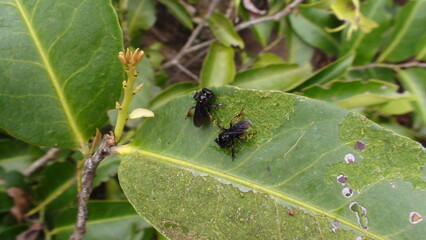 inseto abelha - anthophila                                                                                                            