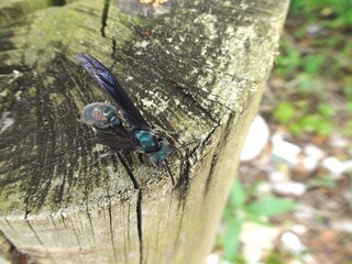 inseto vespa - hymenoptera 
