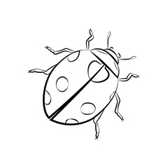 Black and white drawing of a ladybug on a white background. Vector illustration