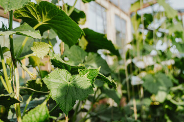 Young cucumber stems with green leaves curl on ropes. Rotation of vegetables in greenhouse, beginning of spring development of plants. Natural gardening without use of mechanisms