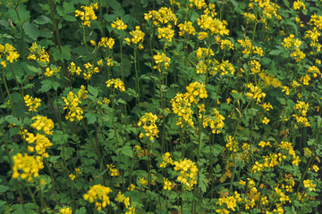 Yellow rapes flowers on sunny summer day. Green leaves and systems for harvesting for animal feed. Ingredient for rapeseed oil. Growing Brassica napus, spring gardening. Fuel for biodiesel.