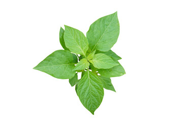 small pepper plant on a white background