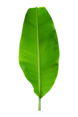 banana leaves on a white background