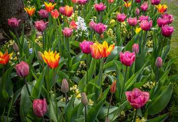 Flower bed of tulips