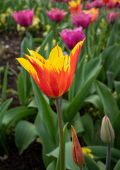Naklejka premium Red and yellow tulip with pink tulips in background
