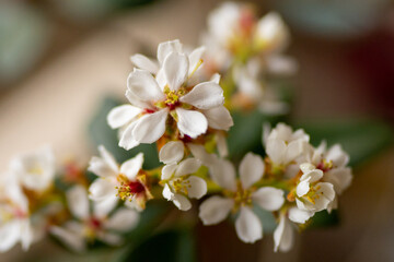Fototapeta premium tree blossom