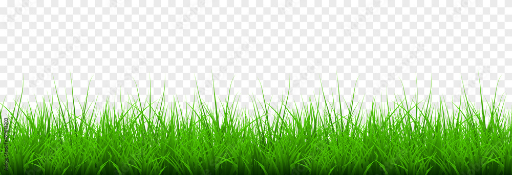 Wall mural Vector young grass png. Lawn, grass on an isolated transparent background. Background with grass.