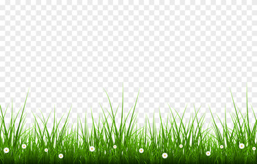 Obraz na płótnie Canvas Vector young grass png. Lawn, grass with flowers on an isolated transparent background. Background with grass.