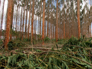 eunapolis, bahia, brazil - november 26, 2010: eucalyptus plantation for pulp production in the city...