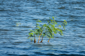 Green tree in the water