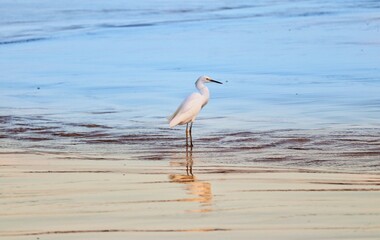 Photograph of a Snowy egret. The bird was found on the beach of Atlântida, in Rio Grande do Sul, Brazil.