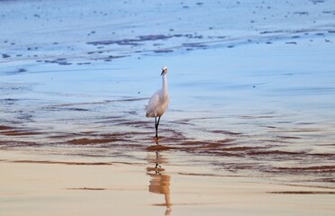 Photograph of a Snowy egret. The bird was found on the beach of Atlântida, in Rio Grande do Sul, Brazil.