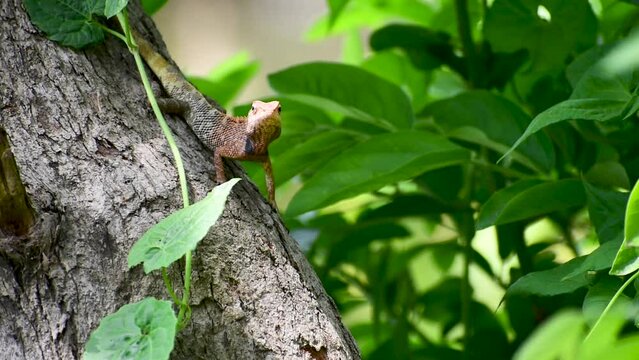 A chameleon from the chameleonidi family is shaking its head waiting for prey in the trunk of a tree in the background of a dark green forest