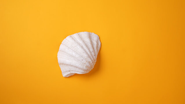 White seashell isolated on a yellow background. Space for text.